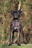 CANE CORSO 1432